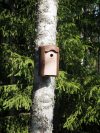 Ruskea tikankestävä linnunpönttö / Schwegler 1B / Materiaalina puu-betoni