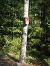 Punainen tikankestävä linnunpönttö / Schwegler 1B / Materiaalina puu-betoni