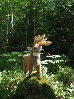 Valkohäntäpeura / Valkohäntäkauris Pehmo
